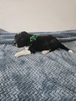 Bo, a male Portuguese Water Dog for sale in New Castle, DE – 7 of 9