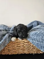 Dexter, a male Portuguese Water Dog for sale in New Castle, DE – 4 of 6