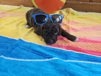 Charlie, a male Portuguese Water Dog for sale in New Castle, DE – 2 of 10