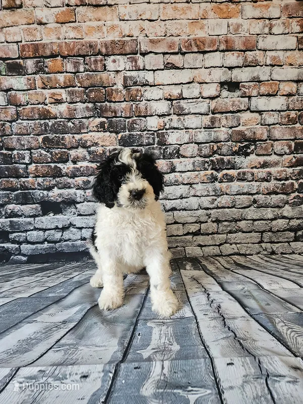 Oreo – Portuguese Water Dog puppy for sale in New Castle, DE