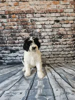 Oreo, a male Portuguese Water Dog for sale in New Castle, DE – 1 of 5