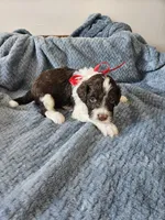 Dash, a male Portuguese Water Dog for sale in New Castle, DE – 5 of 5
