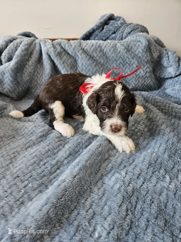 Dash – Portuguese Water Dog puppy for sale in New Castle, DE
