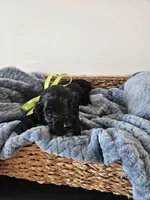 Galaxy, a male Portuguese Water Dog for sale in New Castle, DE – 4 of 5