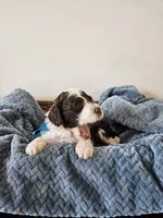 Spot, a male Portuguese Water Dog for sale in New Castle, DE – 4 of 5