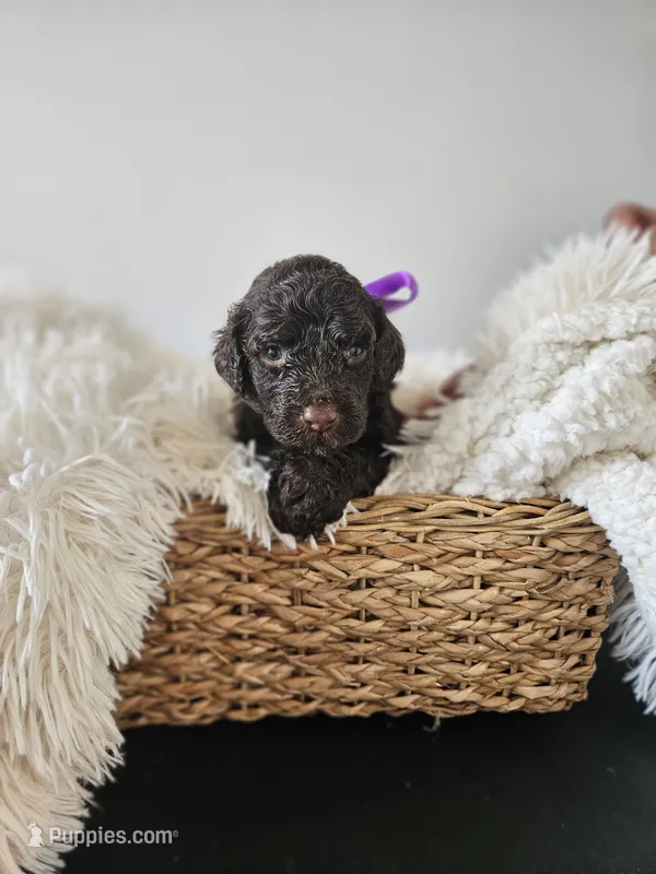 Hershey  – Portuguese Water Dog puppy for sale in New Castle, DE