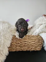Hershey , a female Portuguese Water Dog for sale in New Castle, DE – 1 of 4
