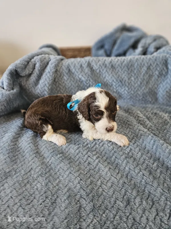 Spot – Portuguese Water Dog puppy for sale in New Castle, DE