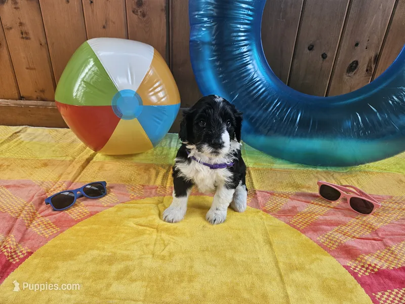 Princess – Portuguese Water Dog puppy for sale in New Castle, DE