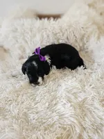 Princess, a female Portuguese Water Dog for sale in New Castle, DE – 3 of 5
