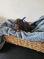 Charlie, a male Portuguese Water Dog for sale in New Castle, DE – 1 of 7