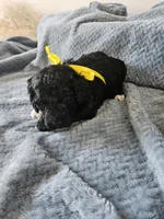 Dexter, a male Portuguese Water Dog for sale in New Castle, DE – 6 of 6