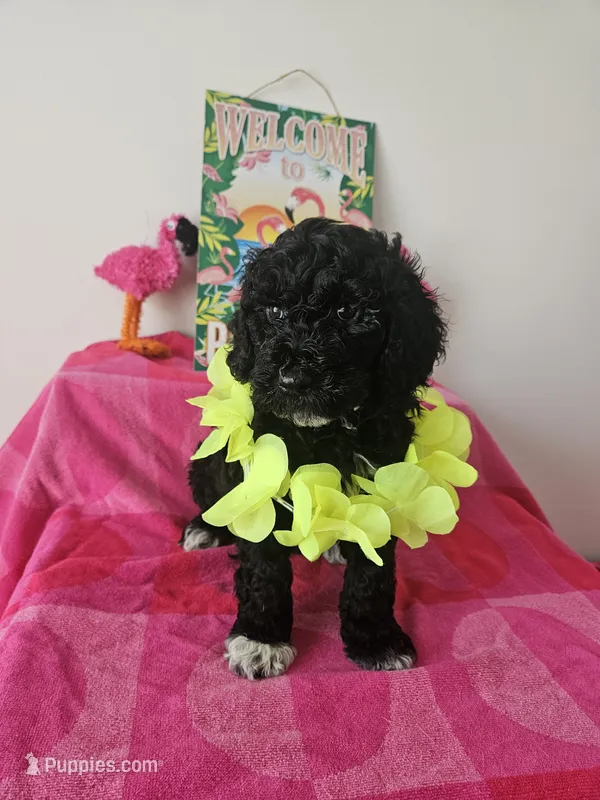 Dexter – Portuguese Water Dog puppy for sale in New Castle, DE