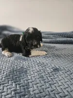 Bo, a male Portuguese Water Dog for sale in New Castle, DE – 2 of 9