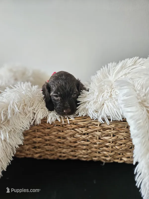 Blu – Portuguese Water Dog puppy for sale in New Castle, DE