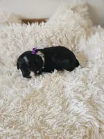 Princess, a female Portuguese Water Dog for sale in New Castle, DE – 2 of 5
