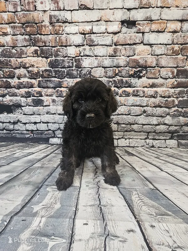 Shadow – Portuguese Water Dog puppy for sale in New Castle, DE