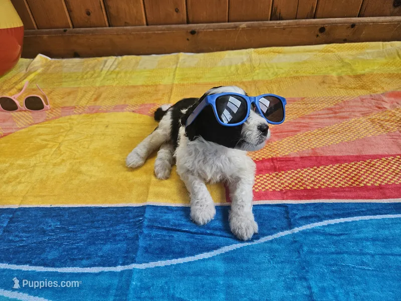 Oreo – Portuguese Water Dog puppy for sale in New Castle, DE