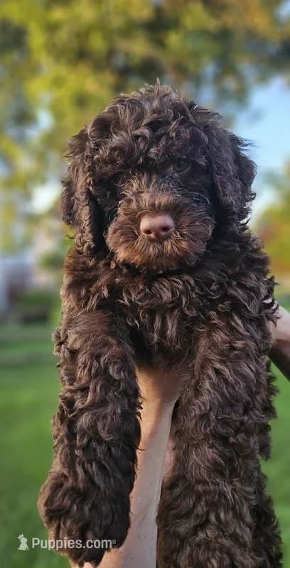 Hershey  – Portuguese Water Dog puppy for sale in New Castle, DE