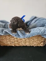 Charlie, a male Portuguese Water Dog for sale in New Castle, DE – 6 of 7