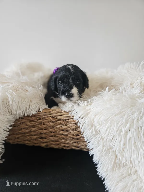 Princess – Portuguese Water Dog puppy for sale in New Castle, DE