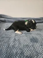 Bo, a male Portuguese Water Dog for sale in New Castle, DE – 1 of 9