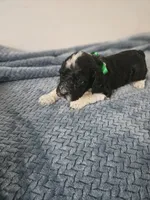 Bo, a male Portuguese Water Dog for sale in New Castle, DE – 4 of 9