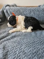 Oreo, a male Portuguese Water Dog for sale in New Castle, DE – 3 of 5