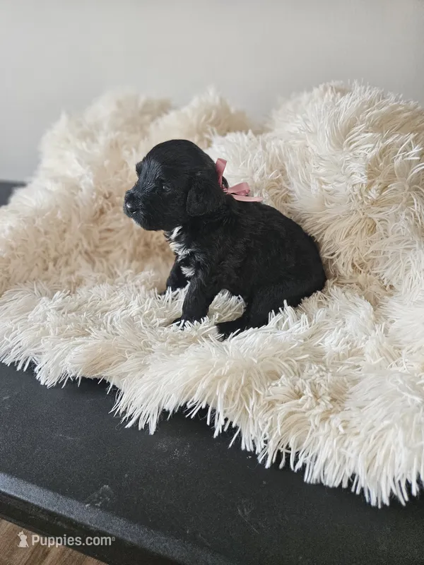Nera – Portuguese Water Dog puppy for sale in New Castle, DE