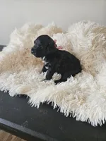 Nera, a female Portuguese Water Dog for sale in New Castle, DE – 1 of 5