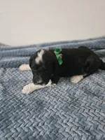 Bo, a male Portuguese Water Dog for sale in New Castle, DE – 3 of 9