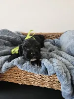 Galaxy, a male Portuguese Water Dog for sale in New Castle, DE – 2 of 5