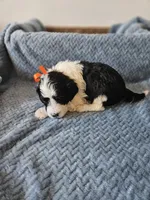 Oreo, a male Portuguese Water Dog for sale in New Castle, DE – 4 of 5