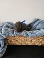 Charlie, a male Portuguese Water Dog for sale in New Castle, DE – 3 of 7