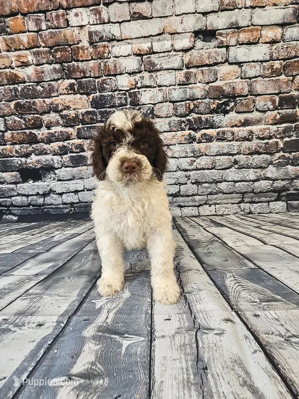 Spot – Portuguese Water Dog puppy for sale in New Castle, DE