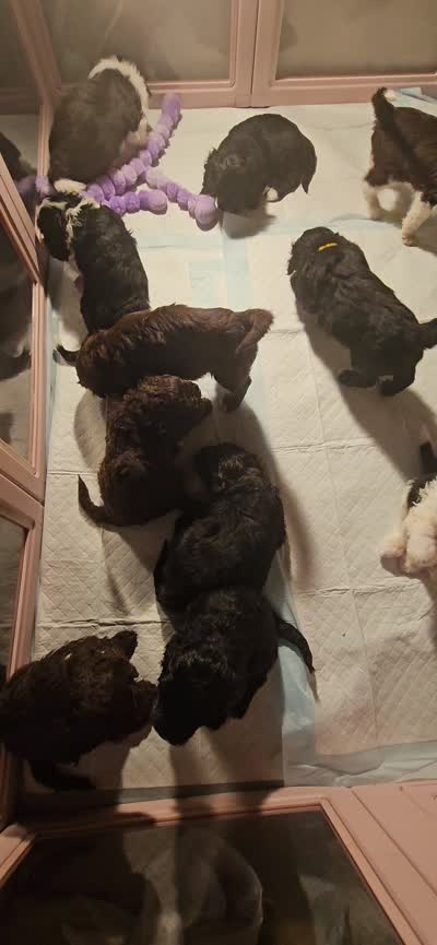 Bo, a male Portuguese Water Dog for sale in New Castle, DE – 5 of 5