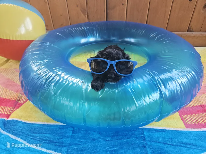 Shadow – Portuguese Water Dog puppy for sale in New Castle, DE