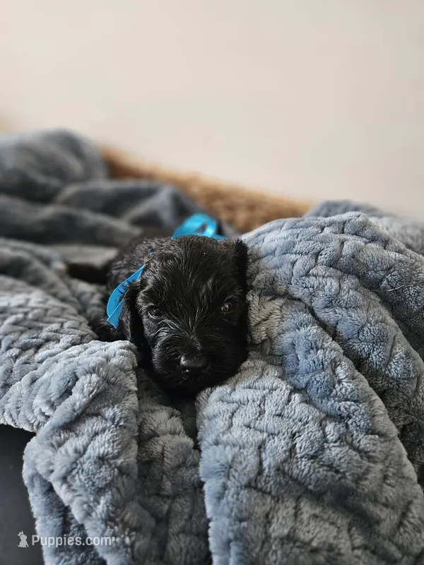 Shadow – Portuguese Water Dog puppy for sale in New Castle, DE