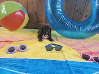 Charlie, a male Portuguese Water Dog for sale in New Castle, DE – 3 of 10