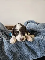 Spot, a male Portuguese Water Dog for sale in New Castle, DE – 2 of 5