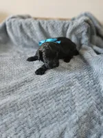Shadow, a male Portuguese Water Dog for sale in New Castle, DE – 2 of 4