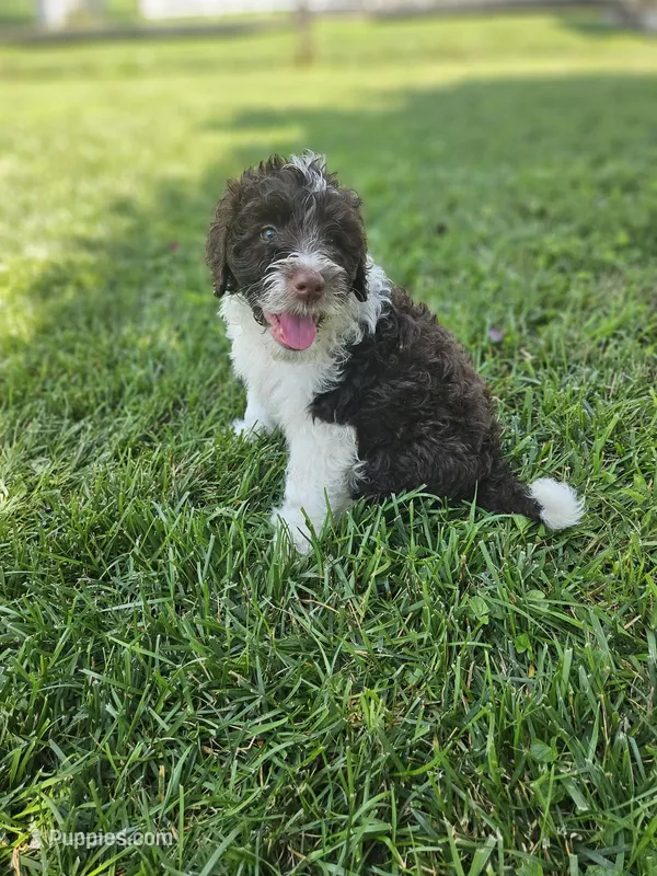 Dash – Portuguese Water Dog puppy for sale in New Castle, DE