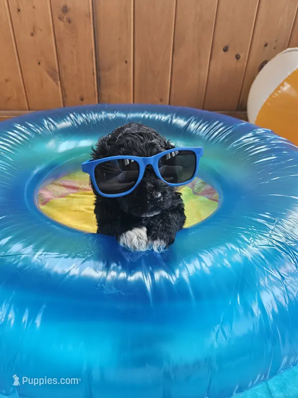 Dexter – Portuguese Water Dog puppy for sale in New Castle, DE