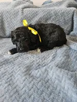 Dexter, a male Portuguese Water Dog for sale in New Castle, DE – 5 of 6