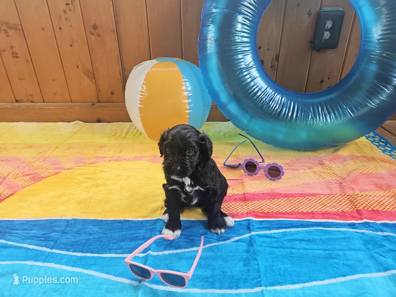 Galaxy – Portuguese Water Dog puppy for sale in New Castle, DE