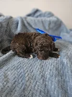Charlie, a male Portuguese Water Dog for sale in New Castle, DE – 7 of 7