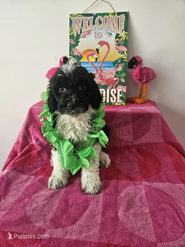 Bo – Portuguese Water Dog puppy for sale in New Castle, DE