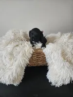 Nera, a female Portuguese Water Dog for sale in New Castle, DE – 4 of 5