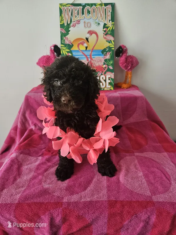 Hershey  – Portuguese Water Dog puppy for sale in New Castle, DE