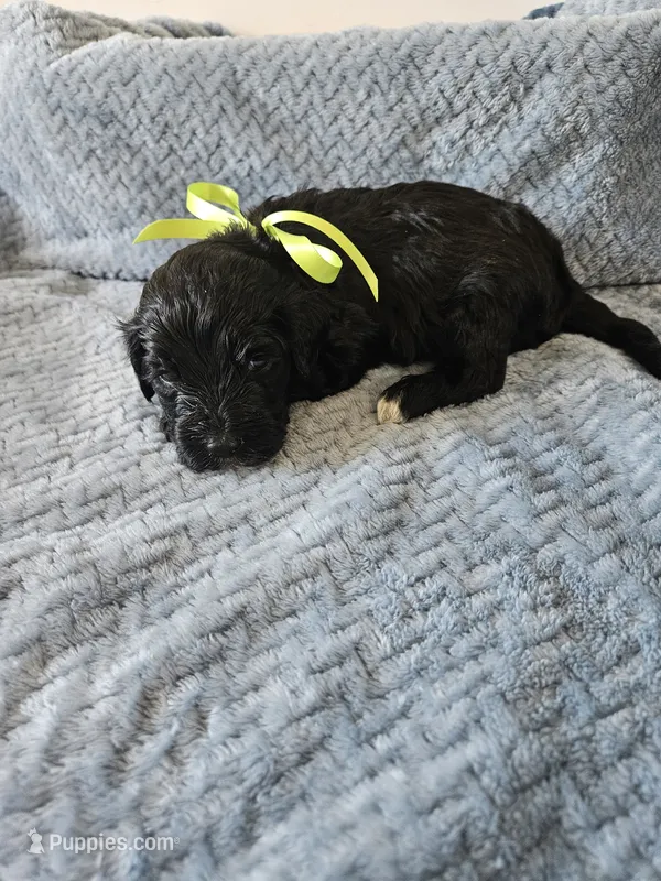 Galaxy – Portuguese Water Dog puppy for sale in New Castle, DE